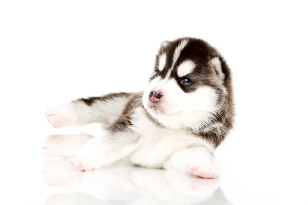 Beyaz Arka Planda Sevimli Sibirya Husky Köpeği — Stok fotoğraf