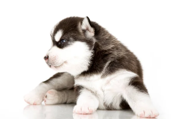 Adorable Chiot Husky Sibérien Sur Fond Blanc — Photo