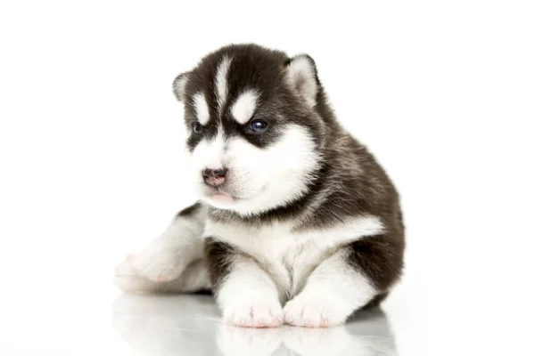 Schattige Siberische Husky Puppy Witte Achtergrond — Stockfoto