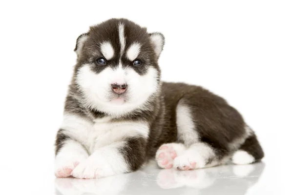 Schattige Siberische Husky Puppy Witte Achtergrond — Stockfoto