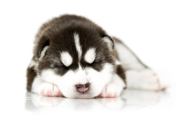 Adorable Chiot Husky Sibérien Sur Fond Blanc — Photo