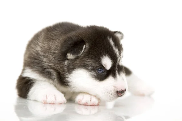 Entzückender Siberian Husky Welpe Auf Weißem Hintergrund — Stockfoto