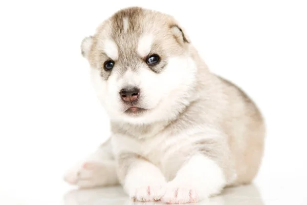 Adorable Cachorro Husky Siberiano Sobre Fondo Blanco — Foto de Stock