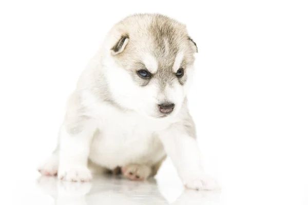 Imádnivaló Szibériai Husky Kiskutya Fehér Alapon — Stock Fotó