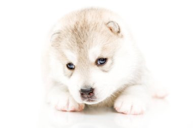 Beyaz arka planda sevimli Sibirya Husky köpeği