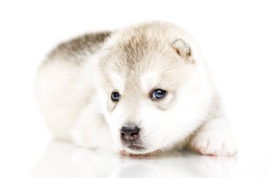 Beyaz arka planda sevimli Sibirya Husky köpeği