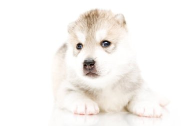 Beyaz arka planda sevimli Sibirya Husky köpeği
