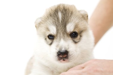 Beyaz arka planda sevimli Sibirya Husky köpeği