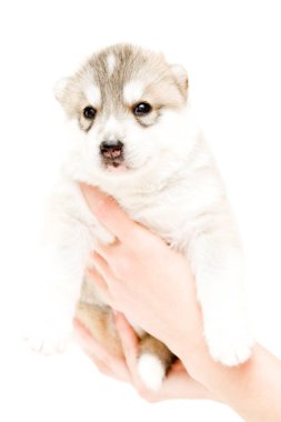 Sevimli Sibirya Husky köpeği insan eliyle beyaz arka planda