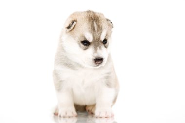 Beyaz arka planda sevimli Sibirya Husky köpeği