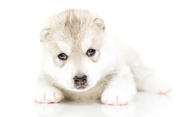 Schattige Siberische Husky Puppy Witte Achtergrond — Stockfoto