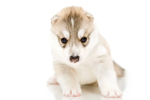 Adorabile Cucciolo Siberiano Husky Sfondo Bianco — Foto Stock