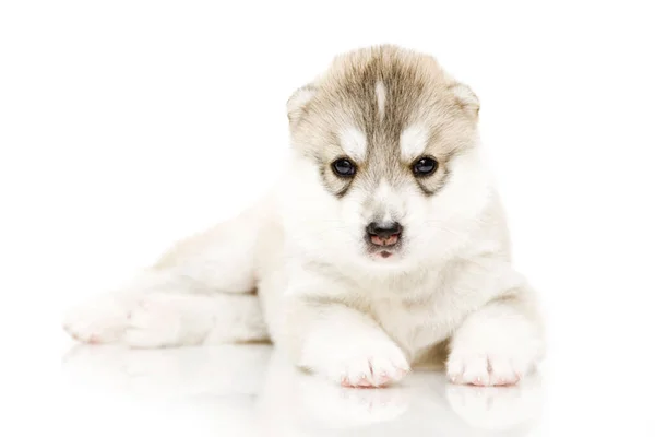 Entzückender Siberian Husky Welpe Auf Weißem Hintergrund — Stockfoto