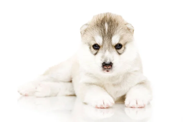 Adorable Chiot Husky Sibérien Sur Fond Blanc — Photo