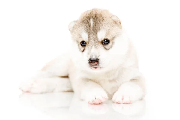 Adorable Cachorro Husky Siberiano Sobre Fondo Blanco — Foto de Stock