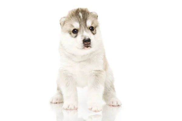 Adorable Cachorro Husky Siberiano Sobre Fondo Blanco —  Fotos de Stock