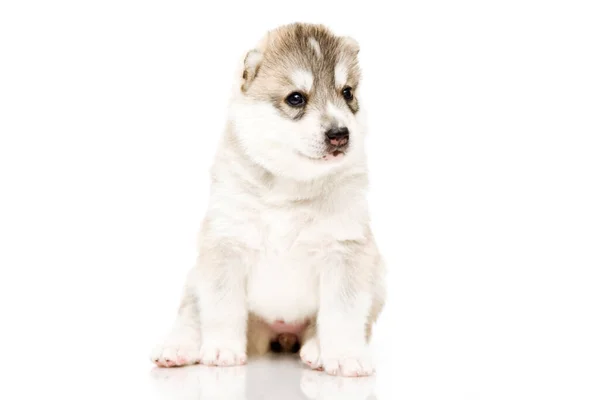 Adorable Cachorro Husky Siberiano Sobre Fondo Blanco — Foto de Stock