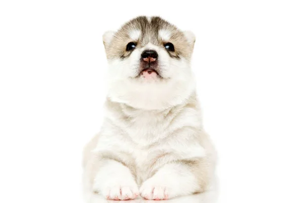 Schattige Siberische Husky Puppy Witte Achtergrond — Stockfoto