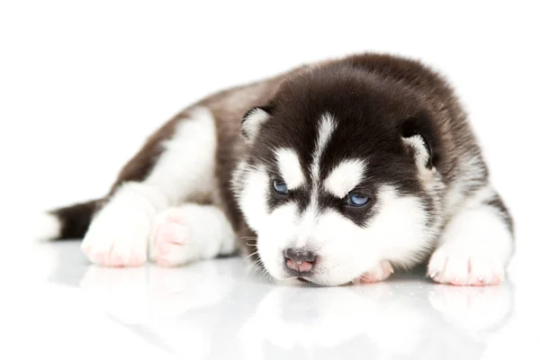 Entzückender Siberian Husky Welpe Auf Weißem Hintergrund — Stockfoto