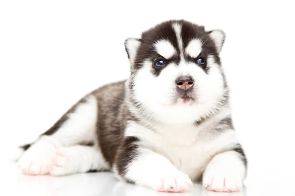 Adorable Cachorro Husky Siberiano Sobre Fondo Blanco — Foto de Stock