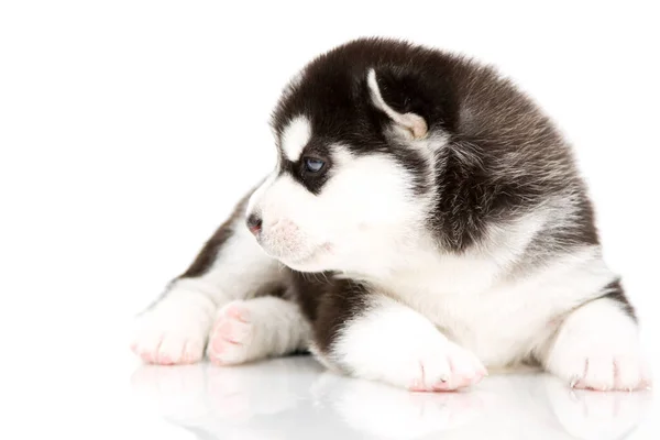 Adorable Siberian Husky Puppy White Background — Stock Photo, Image