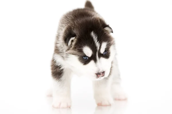 Adorable Siberian Husky Puppy White Background — Stock Photo, Image