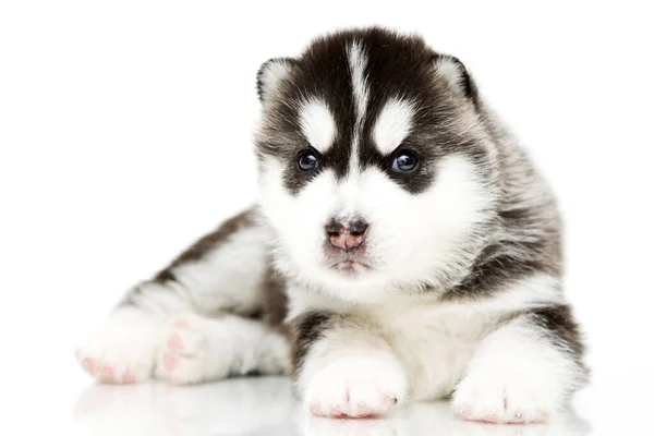 Adorable Cachorro Husky Siberiano Sobre Fondo Blanco — Foto de Stock