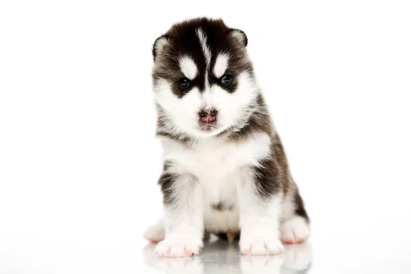 Adorable Cachorro Husky Siberiano Sobre Fondo Blanco —  Fotos de Stock