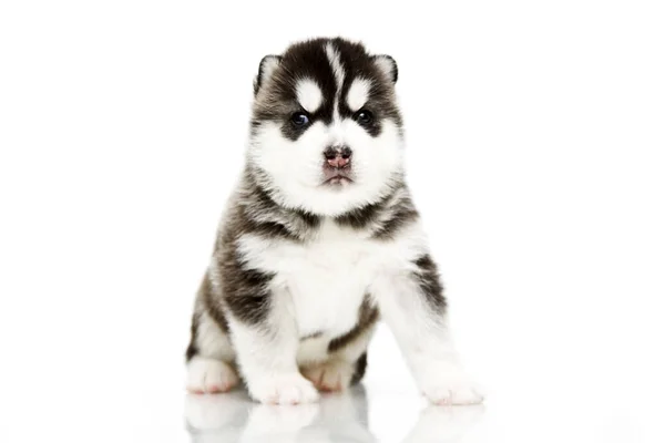 Adorable Cachorro Husky Siberiano Sobre Fondo Blanco —  Fotos de Stock