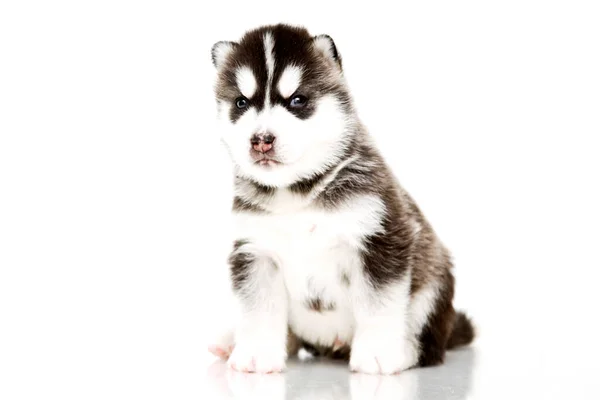 Adorabile Cucciolo Siberiano Husky Sfondo Bianco — Foto Stock