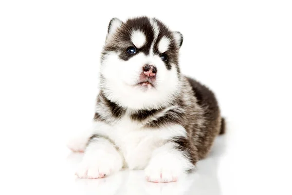 Schattige Siberische Husky Puppy Witte Achtergrond — Stockfoto