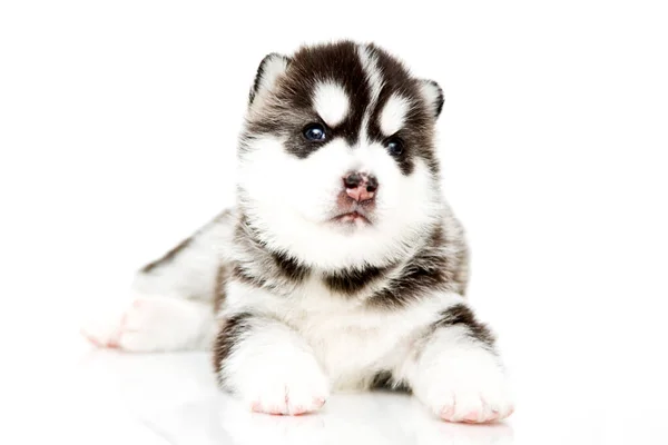 Adorable Siberian Husky Puppy White Background — Stock Photo, Image