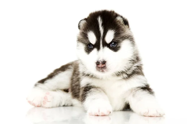 Schattige Siberische Husky Puppy Witte Achtergrond — Stockfoto