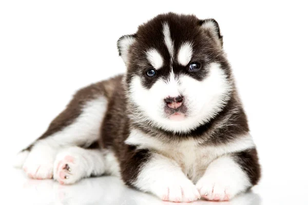 Entzückender Siberian Husky Welpe Auf Weißem Hintergrund — Stockfoto