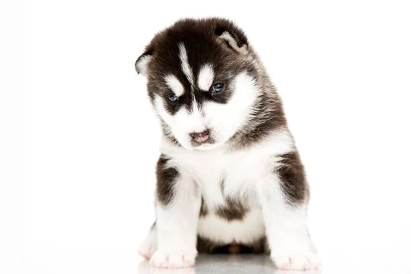 Adorable Siberian Husky Puppy White Background — Stock Photo, Image