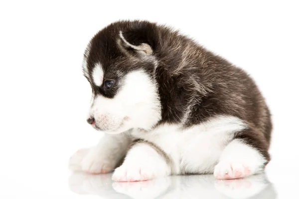 กไซบ Husky ขบนพ นหล ขาว — ภาพถ่ายสต็อก
