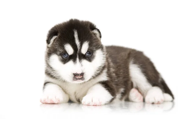 Schattige Siberische Husky Puppy Witte Achtergrond — Stockfoto