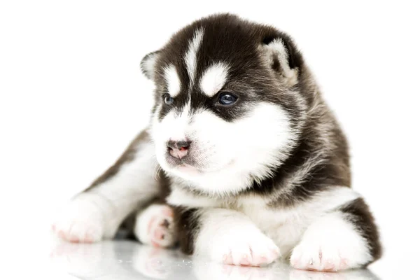 Adorable Cachorro Husky Siberiano Sobre Fondo Blanco — Foto de Stock