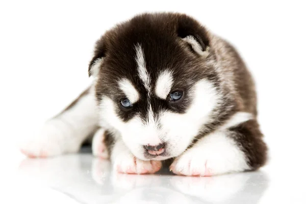 กไซบ Husky ขบนพ นหล ขาว — ภาพถ่ายสต็อก