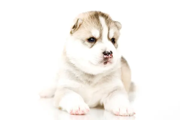 Schattige Siberische Husky Puppy Witte Achtergrond — Stockfoto