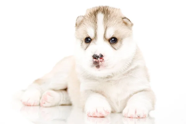 Entzückender Siberian Husky Welpe Auf Weißem Hintergrund — Stockfoto