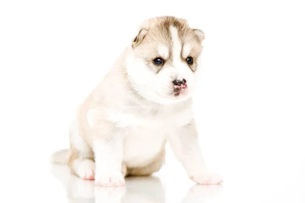 Adorabile Cucciolo Siberiano Husky Sfondo Bianco — Foto Stock