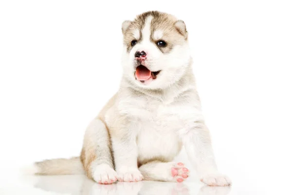 Adorável Siberian Husky Filhote Cachorro Fundo Branco — Fotografia de Stock