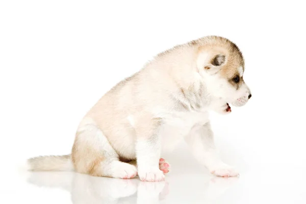 Adorable Cachorro Husky Siberiano Sobre Fondo Blanco —  Fotos de Stock