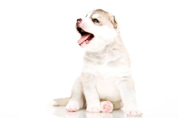 Adorável Siberian Husky Filhote Cachorro Fundo Branco — Fotografia de Stock