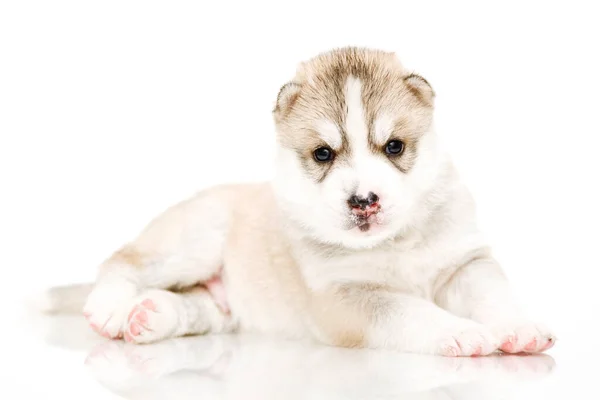 Entzückender Siberian Husky Welpe Auf Weißem Hintergrund — Stockfoto