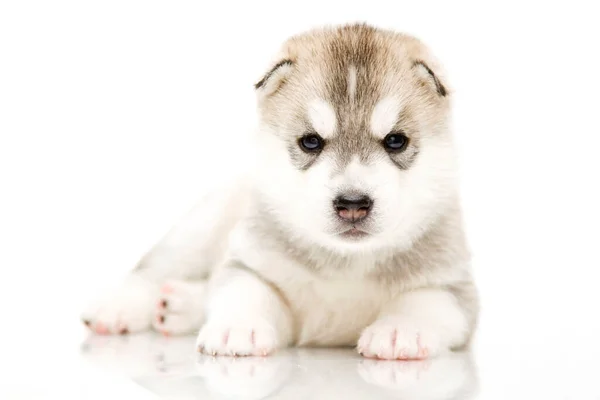 Schattige Siberische Husky Puppy Witte Achtergrond — Stockfoto