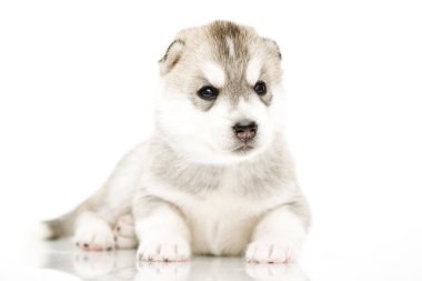 Beyaz arka planda sevimli Sibirya Husky köpeği