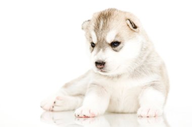 Beyaz arka planda sevimli Sibirya Husky köpeği