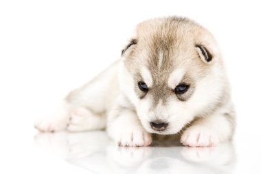 Beyaz arka planda sevimli Sibirya Husky köpeği